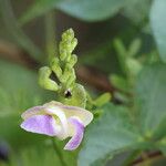 Leptospron adenanthum Λουλούδι