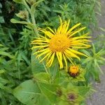 Inula heleniumLorea