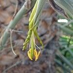 Puya mirabilis Flower