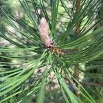 Pinus nigra 果實
