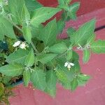 Solanum chenopodioides Folio