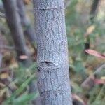 Ceanothus velutinus Bark