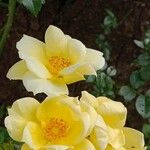 Rosa xanthina Flower