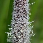 Eleocharis elegans Fruit