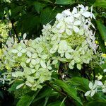 Hydrangea paniculata Blomma