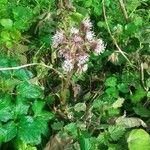 Petasites pyrenaicus Leaf