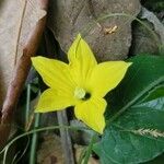 Momordica balsamina Flor