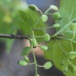 Chiococca alba Meyve