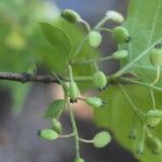 Chiococca alba Fruit