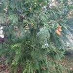Calocedrus decurrens Leht