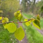 Populus tremulaFolio