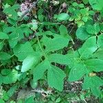 Polymnia canadensis Leaf