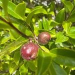 Camellia sasanquaFrutto