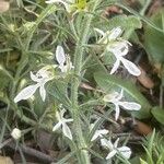Teucrium pseudochamaepitys Flor