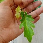 Philodendron xanadu 葉