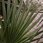 Chamaerops humilis Blad