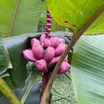 Musa velutina ഫലം