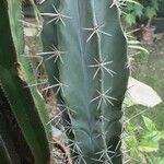 Stenocereus stellatus Alkat (teljes növény)
