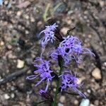 Liatris squarrosa Kukka