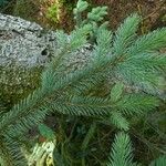 Picea engelmannii ഇല