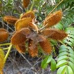 Caesalpinia bonduc Vrucht