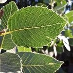 Quercus brantii Yaprak