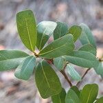 Ficus craterostoma Hoja