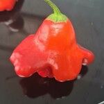 Capsicum baccatum Fruit