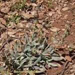 Salvia phlomoides Hàbitat