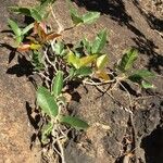 Ficus ingens Bark