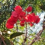 Bougainvillea × buttianaफूल