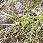 Carex pensylvanica Blatt