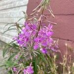 Epilobium angustifoliumBlüte