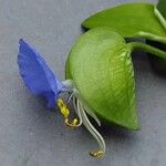 Commelina communis Kwiat
