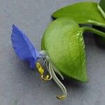 Commelina communis Flower