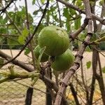 Vangueria madagascariensis Fruto