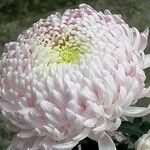 Chrysanthemum indicumᱵᱟᱦᱟ