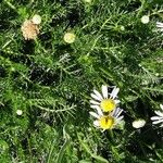 Anthemis cotula Foglia