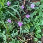 Cyclamen hederifolium Fuelha