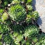 Sempervivum tectorum Fuelha