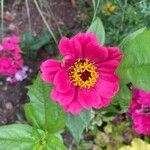 Zinnia elegansFloare