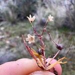 Spergula morisonii Λουλούδι