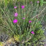 Dianthus deltoidesFlor