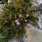 Spergularia rupicola Flower