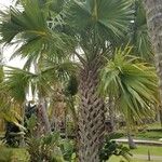 Sabal mexicana 整株植物