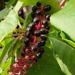 Phytolacca americana Frucht