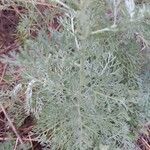 Artemisia austriaca Ліст