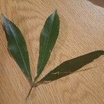 Cunonia capensis Hoja