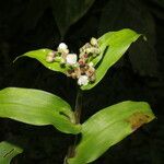 Tripogandra serrulata Λουλούδι