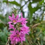 Lythrum virgatum Fiore